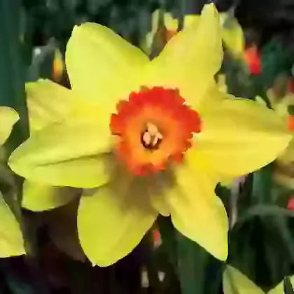 Red Devon